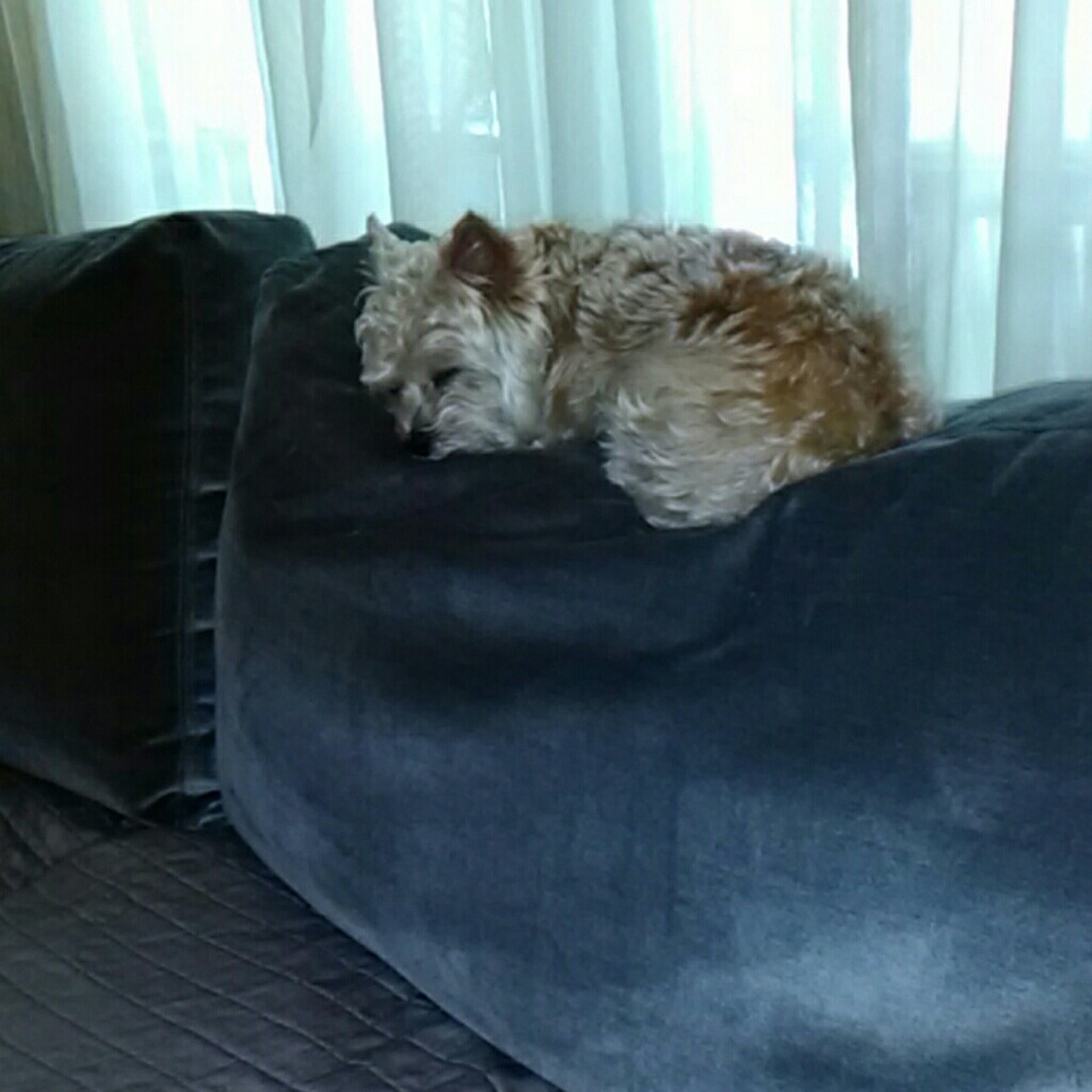My dog holly says please read